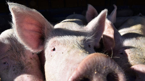 Le gouvernement britannique souhaite réduire l'utilisation des cages de mise bas pour les truies.