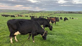 La mise en place de politiques environnementales plus strictes sur les émissions d’azote (Irlande et Pays-Bas) et de gaz à effet de serre (Danemark) dans certains pays pèsera sur la taille des cheptels bovins européens d'ici à 2035.