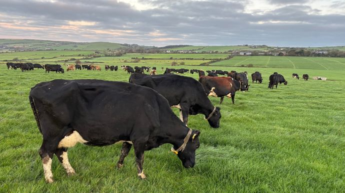 Le nombre de vaches chuterait de près de 10 % d’ici 2035 en Europe