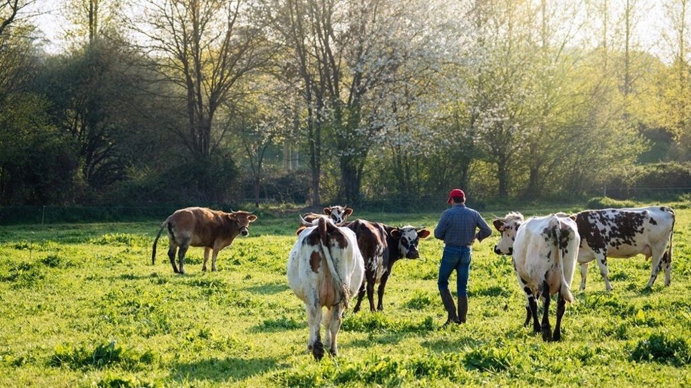 Jeune éleveur avec ses vaches au pré