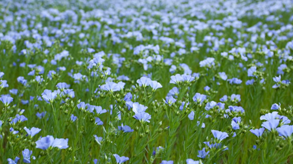 Oïdium du lin : comment protéger efficacement vos parcelles cette saison ?