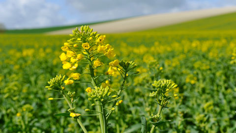 Une baisse de 4,5 % de la demande  en colza par le secteur du biocarburant est attendue d'ici à 2035.