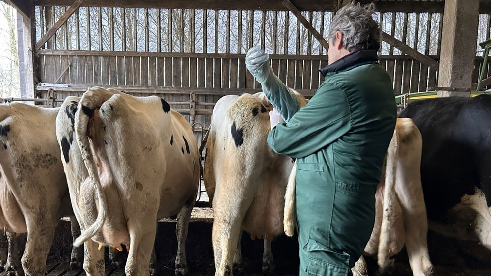 Vétérinaire qui enfile un gant de vêlage