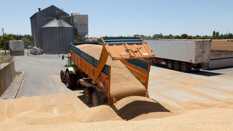 Les charges liées à la production du blé tendre récolté en 2025 ne sont, en moyenne, pas couvertes par le prix de vente.