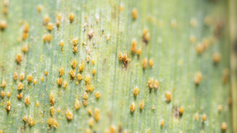 Après la ramulariose en 2024, la rouille naine a été la maladie dominante en 2025.