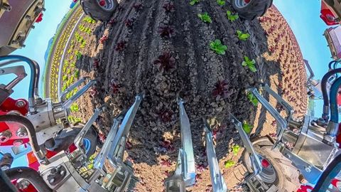 Une caméra montée au-dessus de chaque rangée commande les lames de binage à entraînement hydraulique.