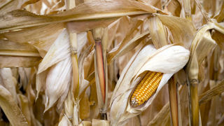 Le rendement moyen du maïs grain s'affiche à 85,9 q/ha en 2025.