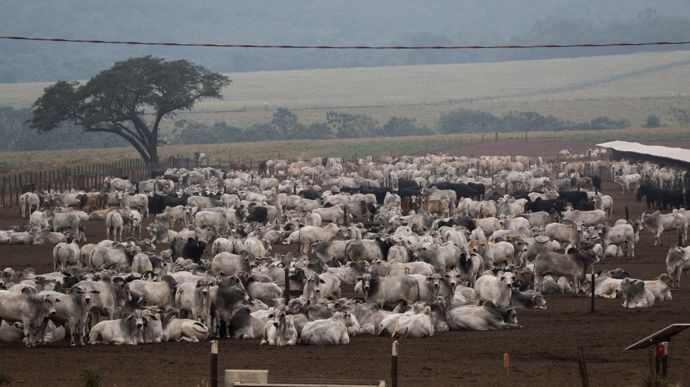 Les conditions d'élevage dans le Mercosur ne seront jamais conformes à celles en vigueur dans l'UE, explique Interbev.