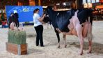 Les races bovines, comme les célèbres Charolaises, Limousines et Prim'holstein, ont renoncé aux concours du Salon de l'agriculture 2026.