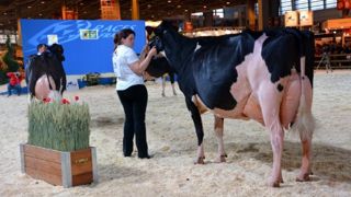 Les races bovines, comme les célèbres Charolaises, Limousines et Prim'holstein, ont renoncé aux concours du Salon de l'agriculture 2026.