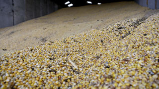 Avec une forte demande mondiale et des réserves en baisse, la situation du maïs sera à surveiller en 2026.