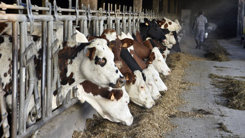 La dégradation des performances techniques liées à la FCO pèse directement sur les résultats économiques des exploitations laitières.