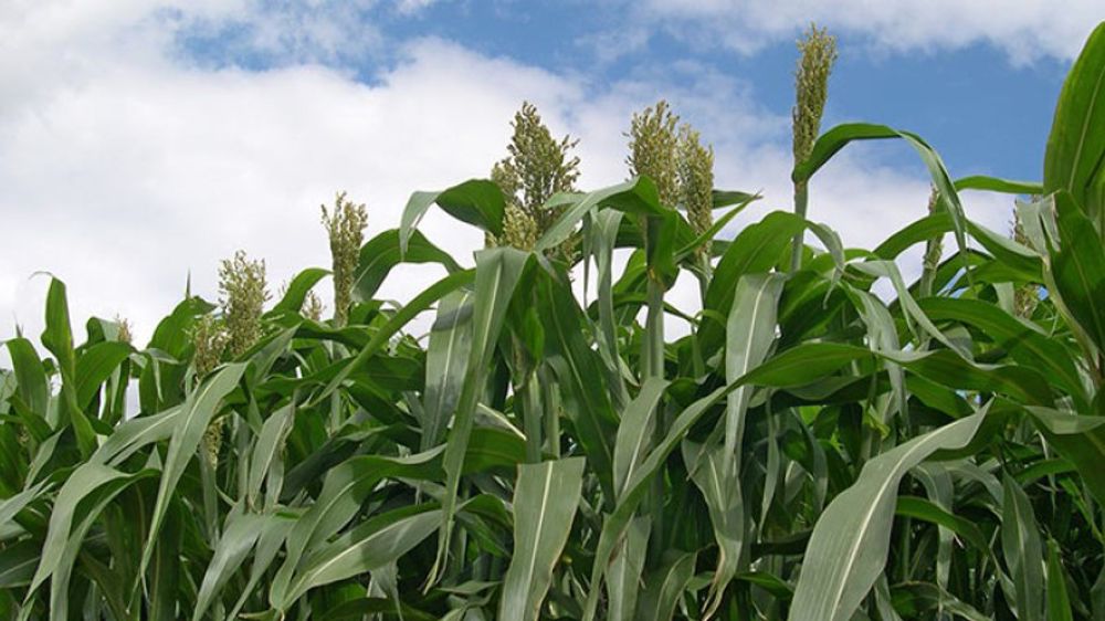 Deux profils de sorgho fourrager monocoupe se distinguent : un profil orienté vers les UFL, et un autre vers le rendement. 