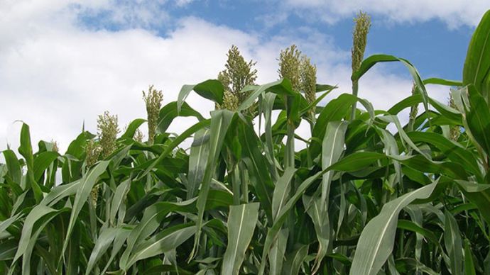 Deux profils de sorgho fourrager monocoupe se distinguent : un profil orienté vers les UFL, et un autre vers le rendement. 