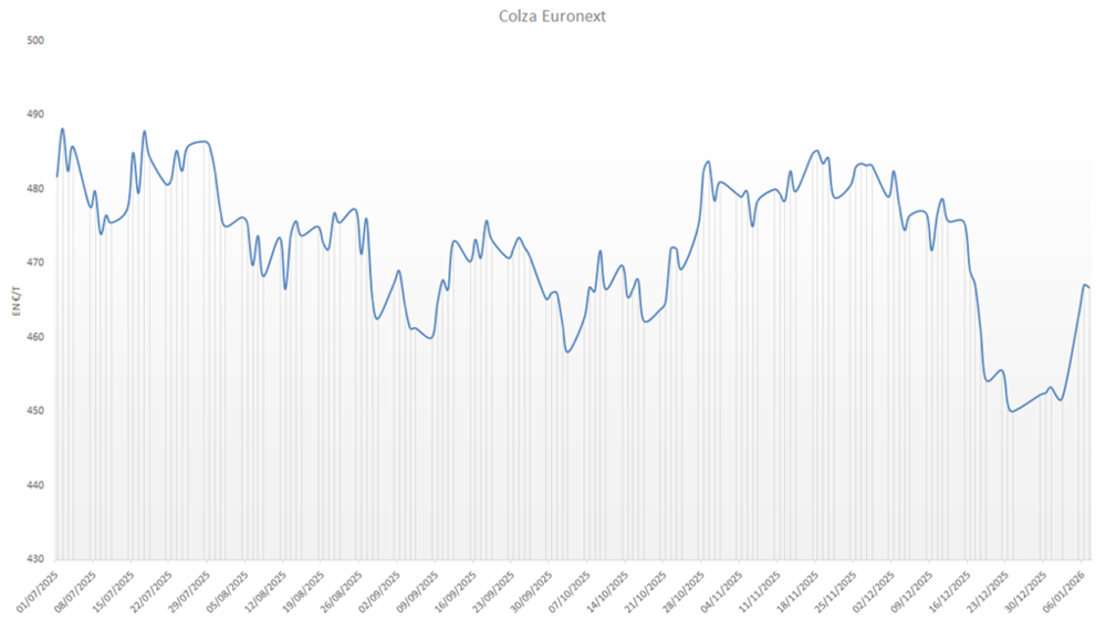 Le colza rebondit vivement depuis le début de l'année.