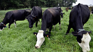 La collecte de lait européen a augmenté de 5,2 % en octobre 2025 par rapport à octobre 2024.