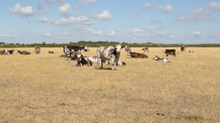 Les prairies ont connu le plus fort recul avec une chute de 11 % des surfaces assurées entre 2024 et 2025.