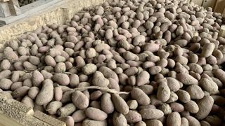 En 2025, les surfaces de pomme de terre ont enregistré une forte hausse, à 196 000 ha contre 171 000 ha en 2024.