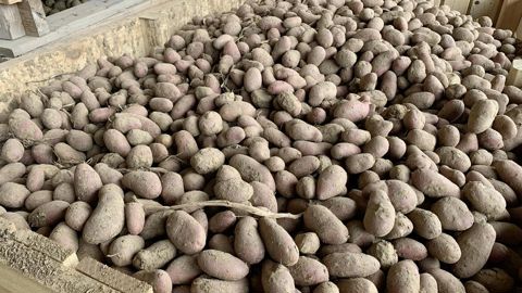 En 2025, les surfaces de pomme de terre ont enregistré une forte hausse, à 196 000 ha contre 171 000 ha en 2024.