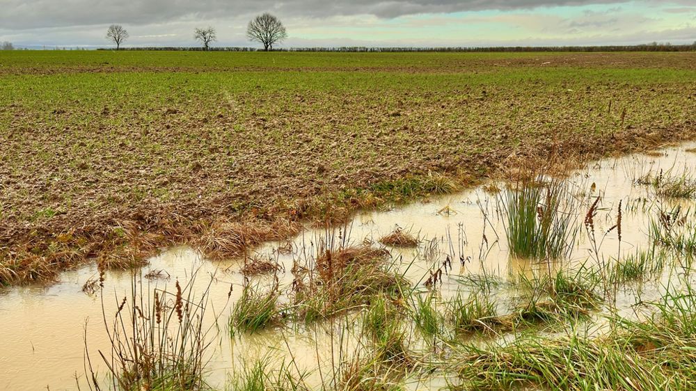 Champ inondé