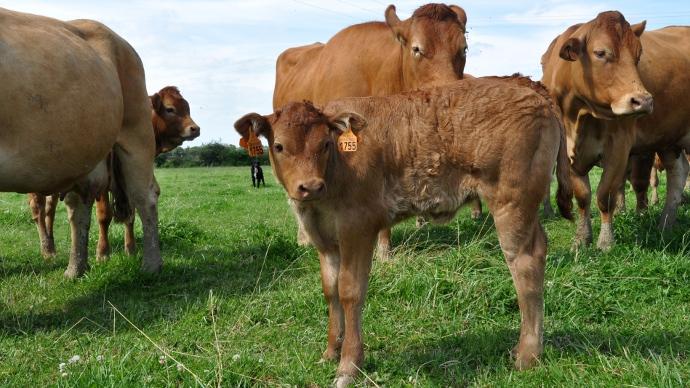 Limousin