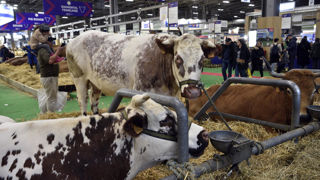 En raison de l'épidémie de DNC qui sévit en France, aucun bovin ne sera présent au Salon international de l'agriculture de 2026.