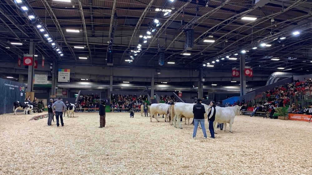 Ring bovin du Salon de l'agriculture