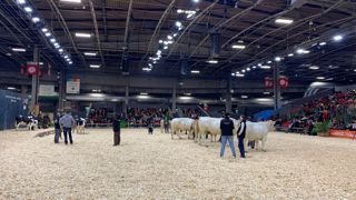 Ring bovin du Salon de l'agriculture