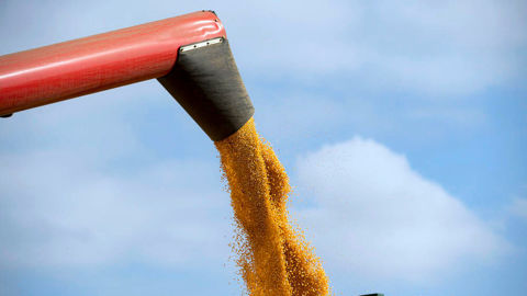 Les risques d'aléas climatiques auxquels est  soumise la production de maïs en Amérique du Sud sont relégués au second plan par les opérateurs.