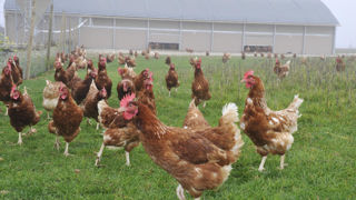 La mise en place de poussins de chair augmente de 2 % sur un an et celle de poulettes de ponte de 10 %.