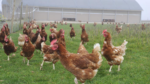 La mise en place de poussins de chair augmente de 2 % sur un an et celle de poulettes de ponte de 10 %.