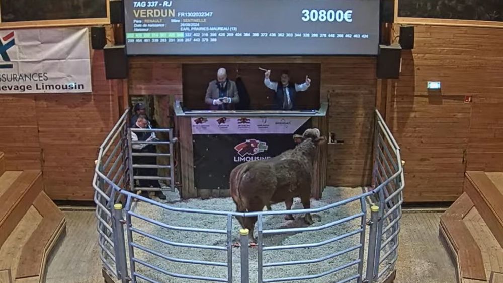 Taureau Limousin au pôle de Lanaud