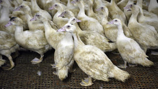 La préfecture du Lot-et-Garonne a annoncé la découverte d'un foyer de grippe aviaire dans un élevage de canards (photo d'illustration).