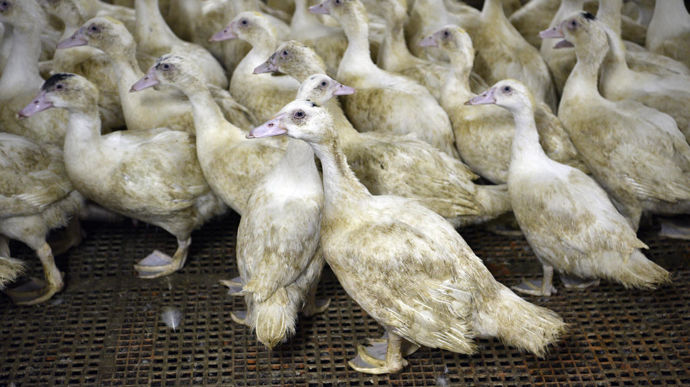 La préfecture du Lot-et-Garonne a annoncé la découverte d'un foyer de grippe aviaire dans un élevage de canards (photo d'illustration).