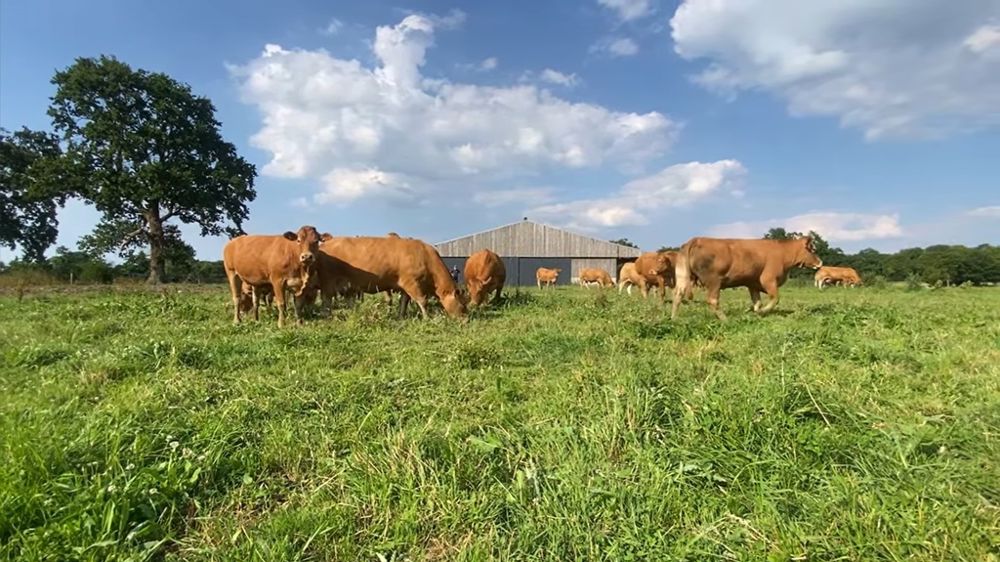 Vaches limousines en prairie