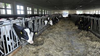 En Allemagne, grâce à une stratégie de baisse des importations, la production de lait bio est restée stable pendant la crise.