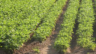 La France a produit sur la campagne de 2025-2026 8,6 millions de tonnes de pommes de terre de consommation, sur près de 200 000 ha.