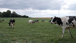 Vaches Prim'Holstein en pâture