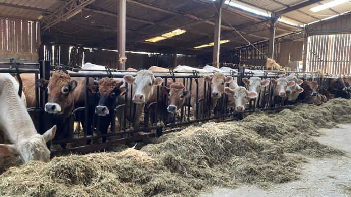 La décapitalisation bovine va se poursuivre en 2026, à un rythme moindre qu'en 2025.