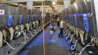 «La situation actuelle du marché laitier de l'Union européenne montre les signes indéniables d'une crise profonde» estiment l'Italie, la Roumanie et la Slovaquie.