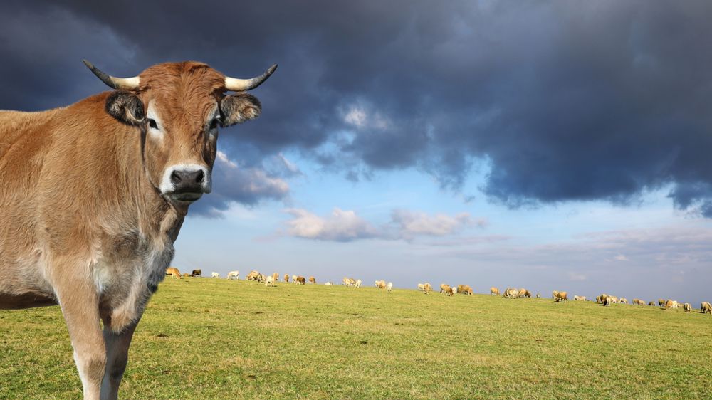 La décapitalisation ralentit et les prix sont en hausse mais la filière bovin viande attend encore un signal fort pour être rassurée sur sa pérennité.