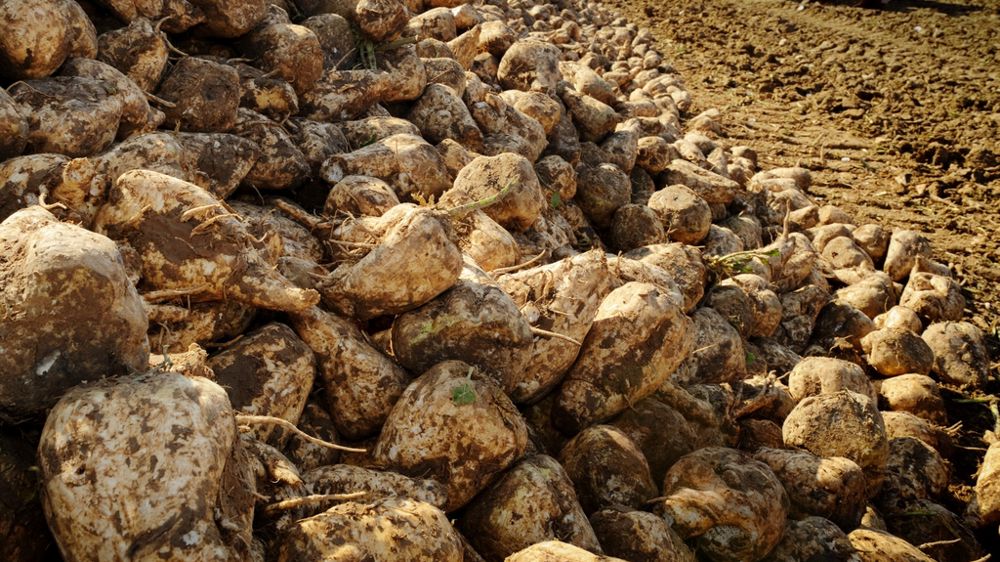 Le régime de perfectionnement actif pourrait être prochainement suspendu pour le sucre.