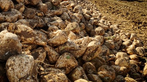 Le régime de perfectionnement actif pourrait être prochainement suspendu pour le sucre.