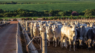 Une application provisoire ne sera possible que lorsqu’au moins un pays du Mercosur aura achevé son processus de ratification interne. Ici, un feedlot au Brésil.