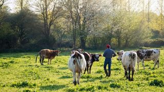 Eleveur avec vaches laitières normandes dans une prairie