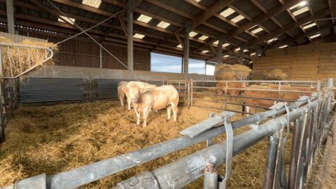 Bâtiment d'engraissement de génisses