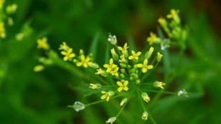 Cameline, tournesol, carthame ou encore moutarde d’Abyssinie cultivées en intercultures pourraient être valorisées en biocarburants pour l'aviation.