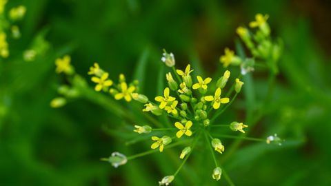 Cameline, tournesol, carthame ou encore moutarde d’Abyssinie cultivées en intercultures pourraient être valorisées en biocarburants pour l'aviation.