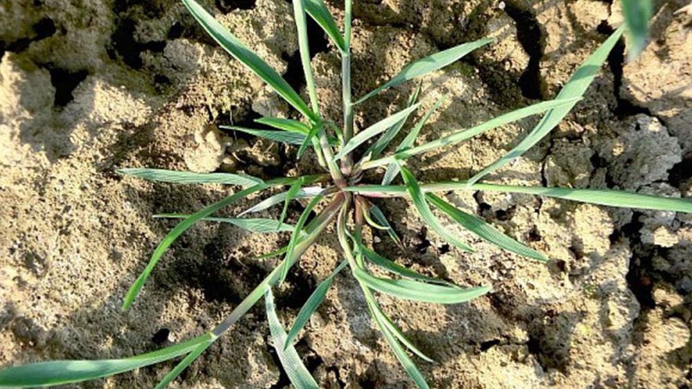 L'institut technique recommande un tour de plaine avant toute prise de décision.