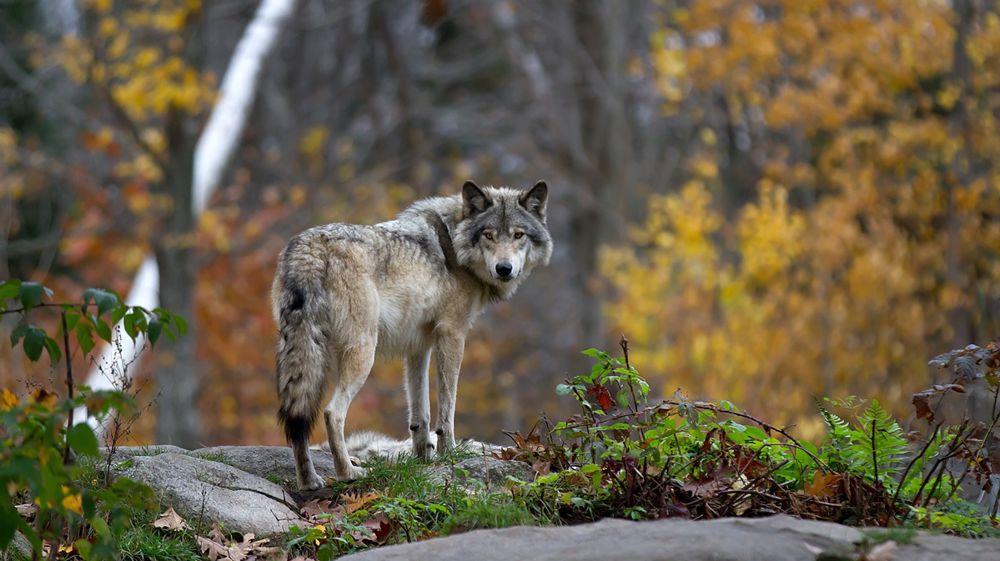 Le loup a tué plus de 800 animaux en 2025 en Haute-Marne.